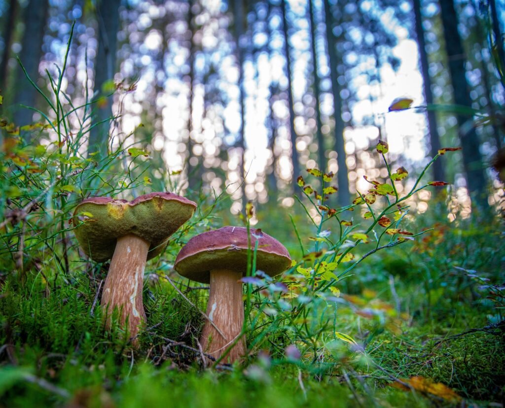 Steinpilze in einem heimischen Wald